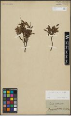 Foto von Salix arbuscula L.